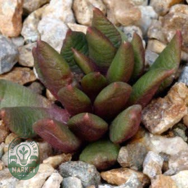 Anacampseros lanceolata