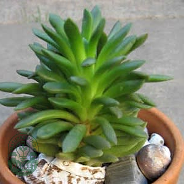 Anacampseros marlothii