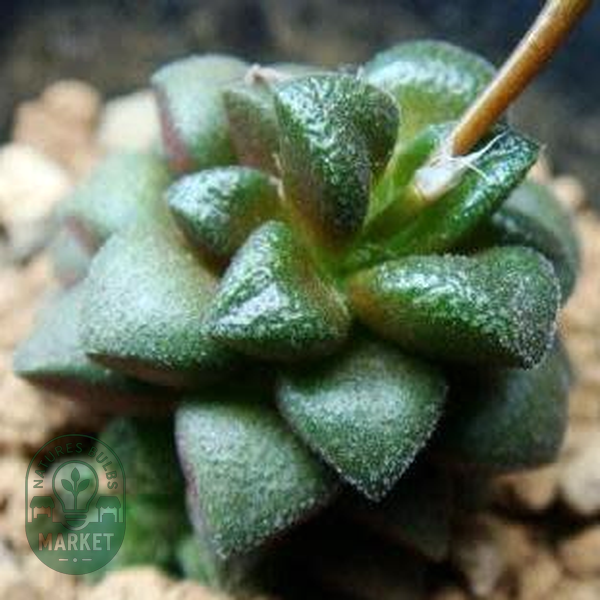 Anacampseros subnuda