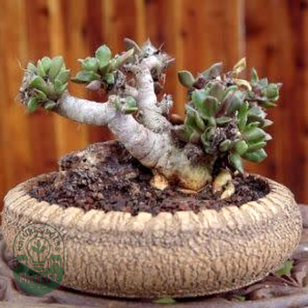 Anacampseros telephiastrum