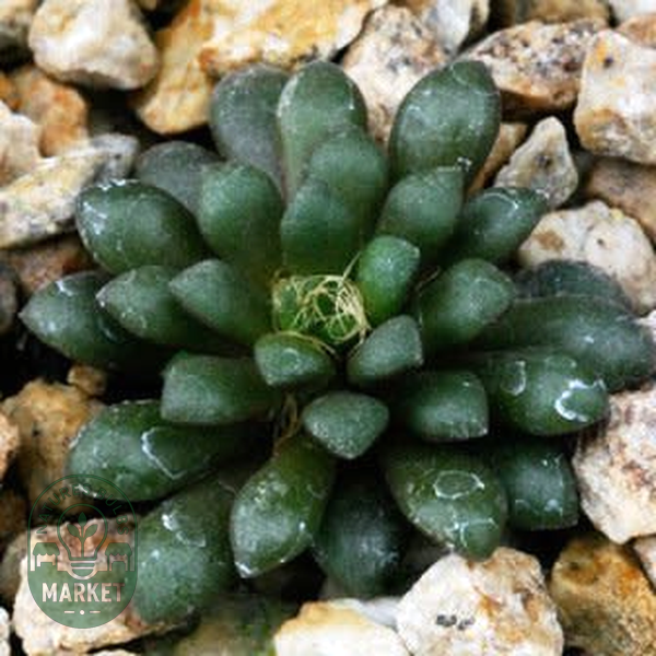 Anacampseros vanthielii