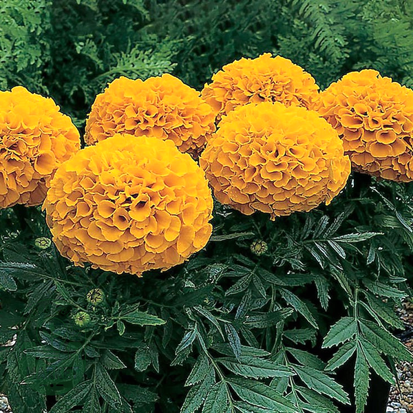 Antigua™ Orange Hybrid Marigold Seeds