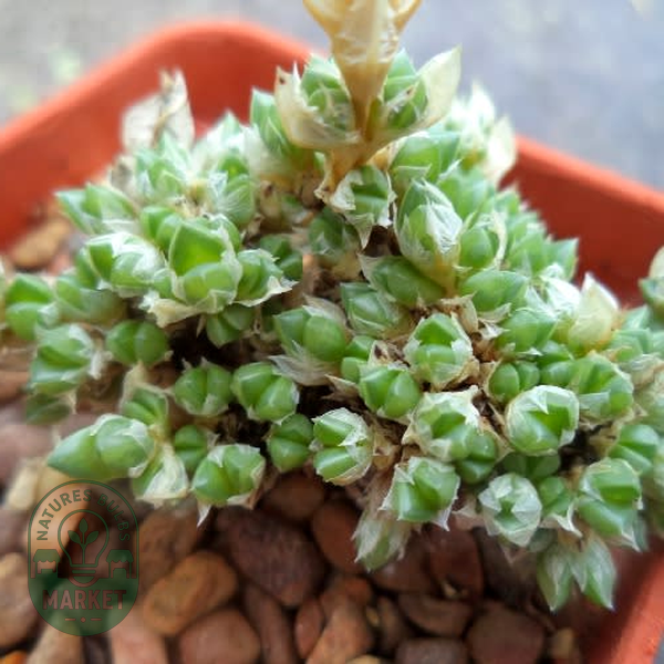 Antimima fenestrata