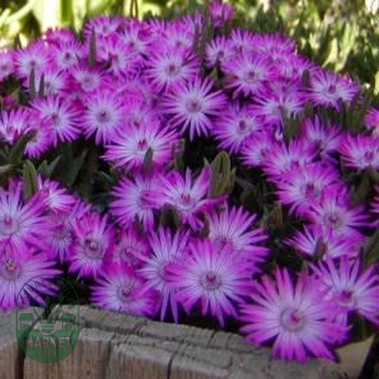 Antimima pygmaeum