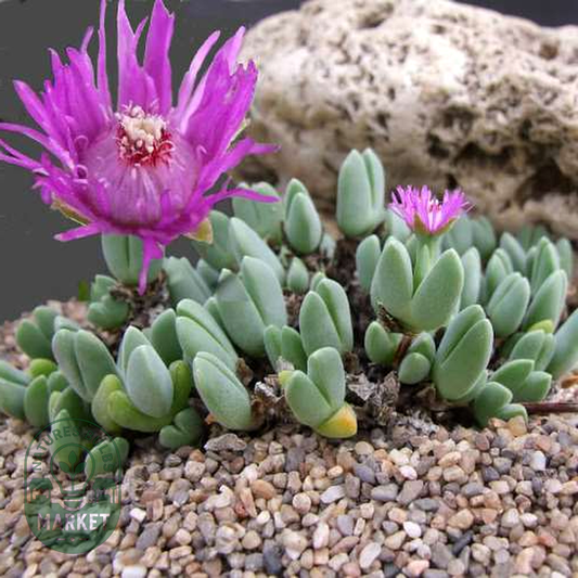Antimima turneriana