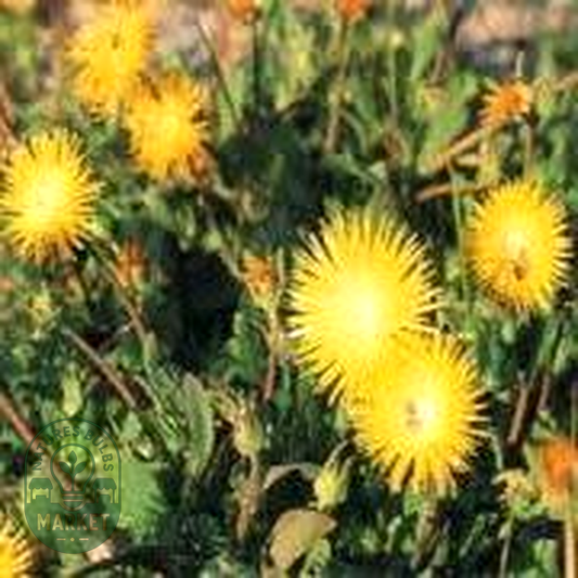Apatesia pillansii