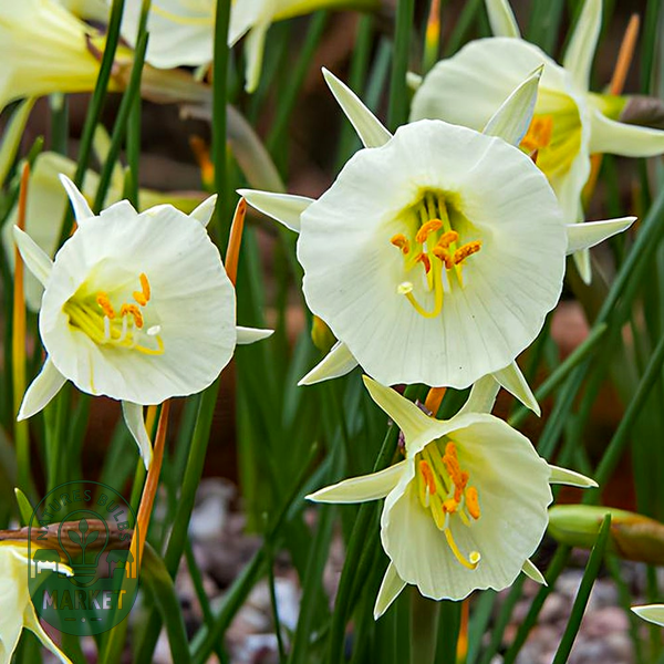 Arctic Bells