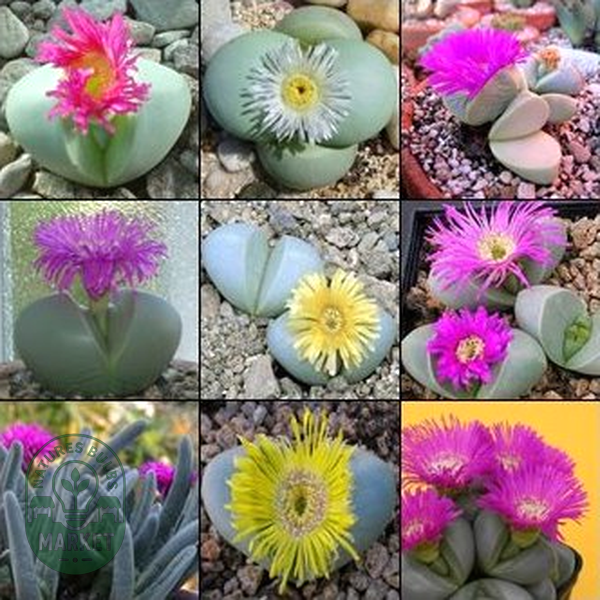 Argyroderma Mixed Species