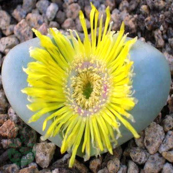 Argyroderma crateriforme