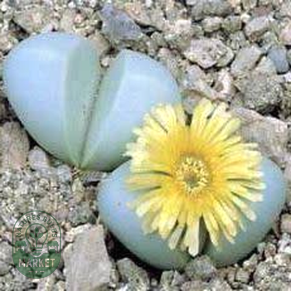 Argyroderma delaettii-aureum