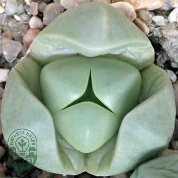 Argyroderma delaettii