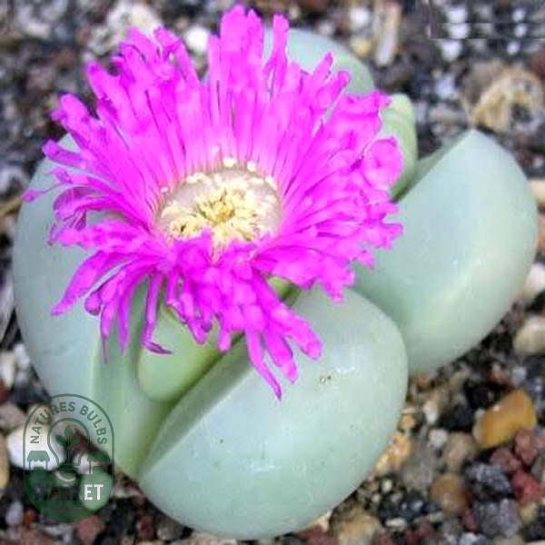 Argyroderma subalbum