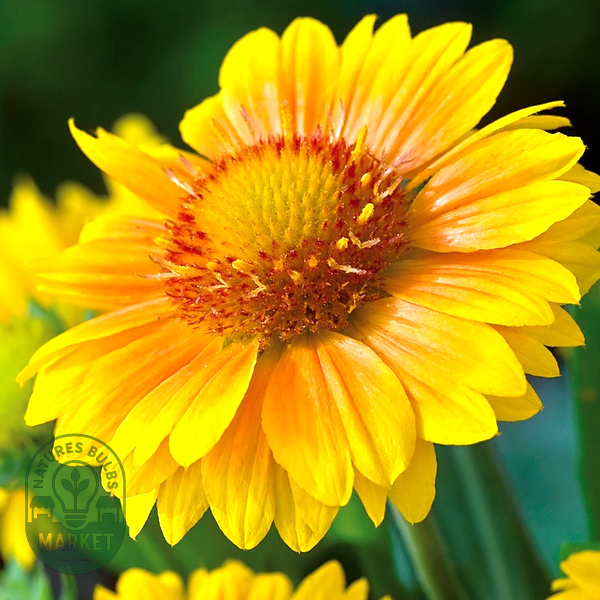 Arizona Apricot Blanket Flower Seeds