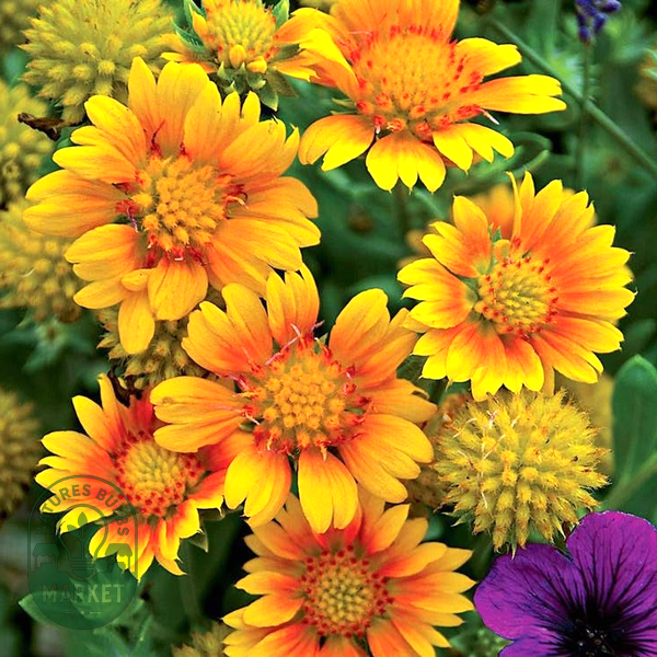 Arizona Apricot' Gaillardia