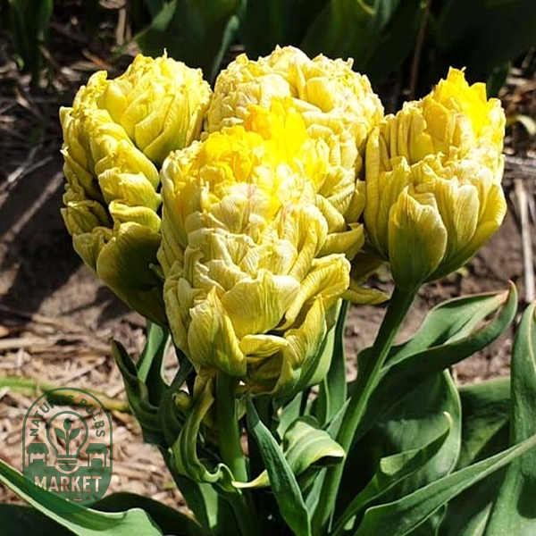 Artisjok Yellow