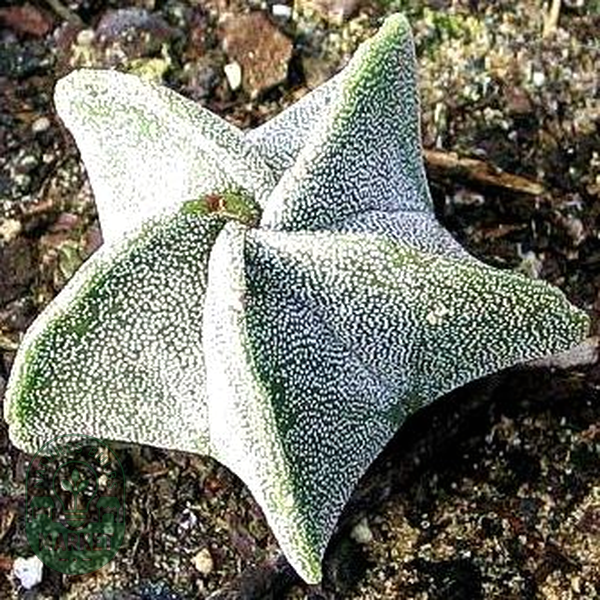 Astrophytum myriostigma