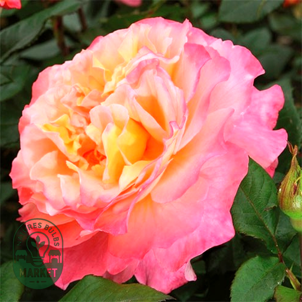 Augusta Luise