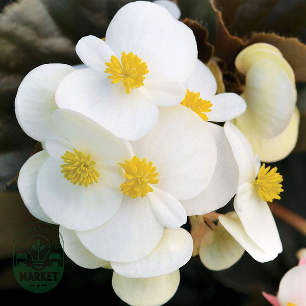 BabyWing® White Begonia Seeds