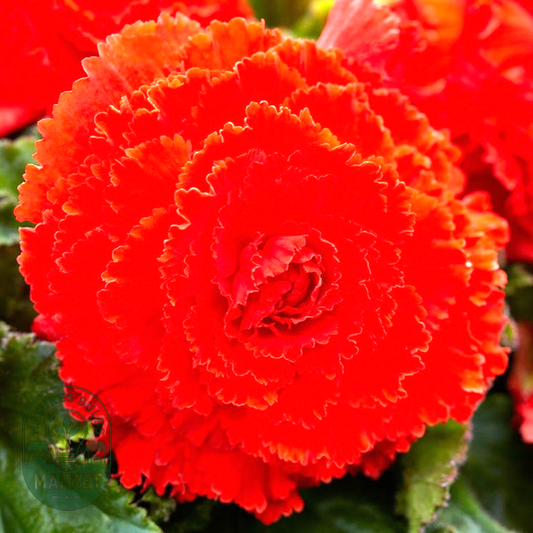 Begonia Fimbriata Red and Orange Blend