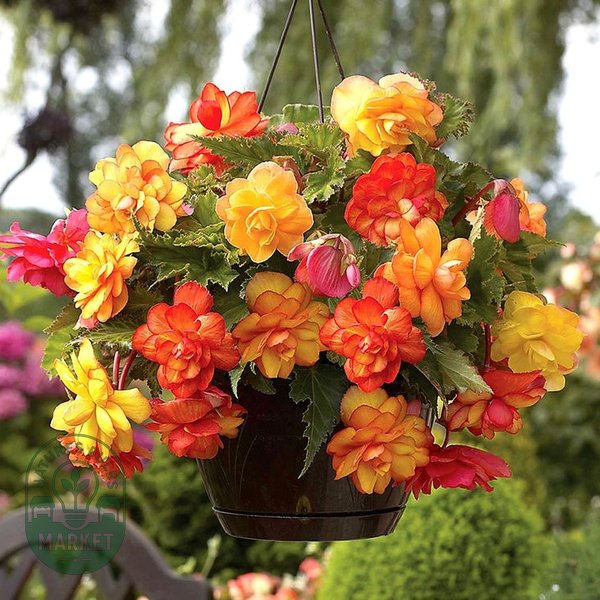 Begonia 'Golden Balcony' Bulbs