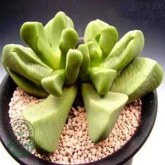 Bijlia dilatata