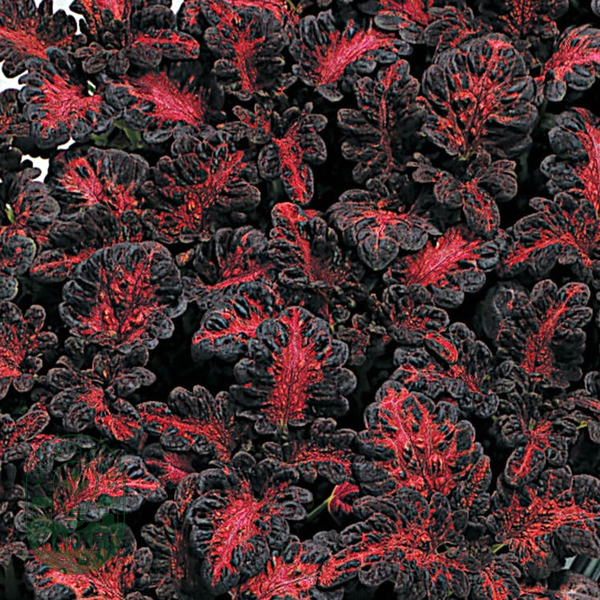 Black Dragon Coleus Seeds