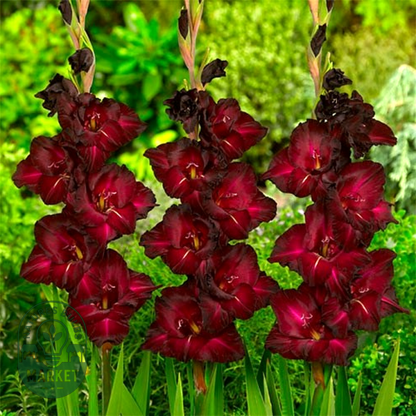 Black Surprise