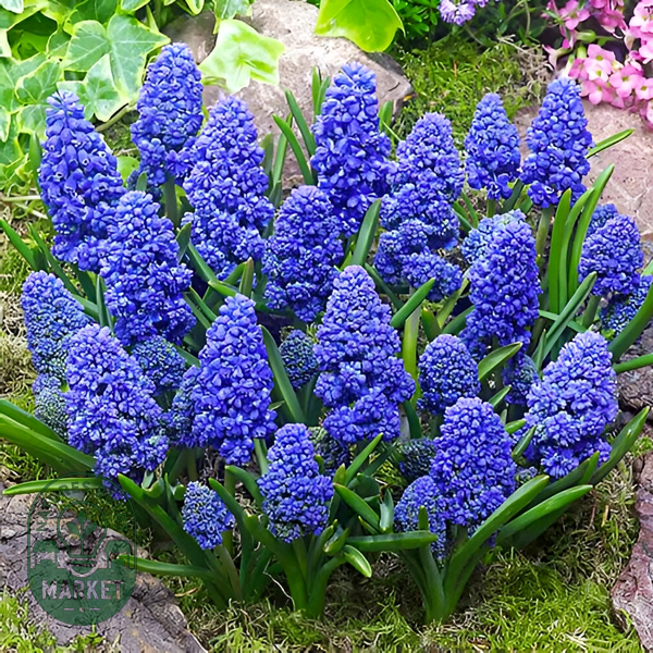 Blue Spike