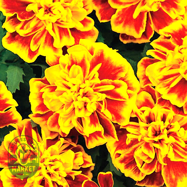 Bonanza™ Bee Marigold Seeds