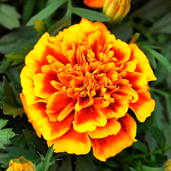 Bonanza™ Flame Marigold Seeds
