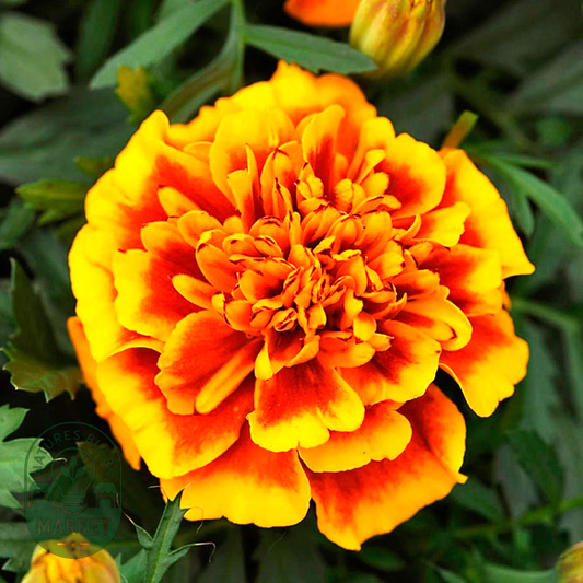 Bonanza™ Flame Marigold Seeds