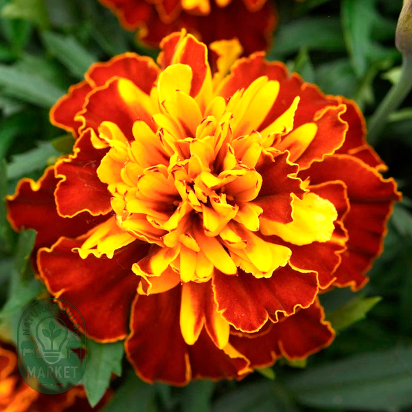 Bonanza™ Harmony Marigold Seeds