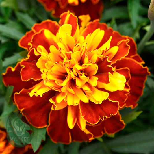 Bonanza™ Harmony Marigold Seeds