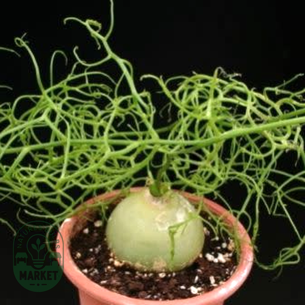 Bowiea volubilis