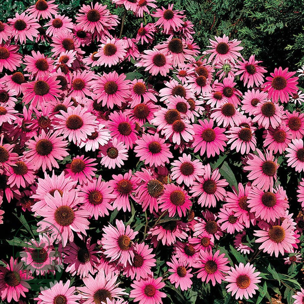 Bravado Purple Coneflower Seeds