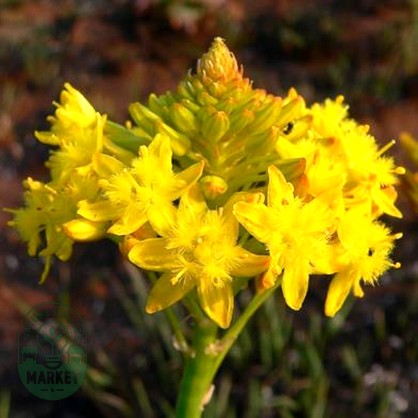Bulbine capitata