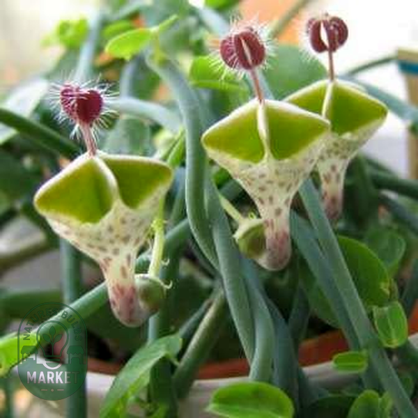 Ceropegia haygarthii