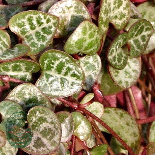Ceropegia woodii