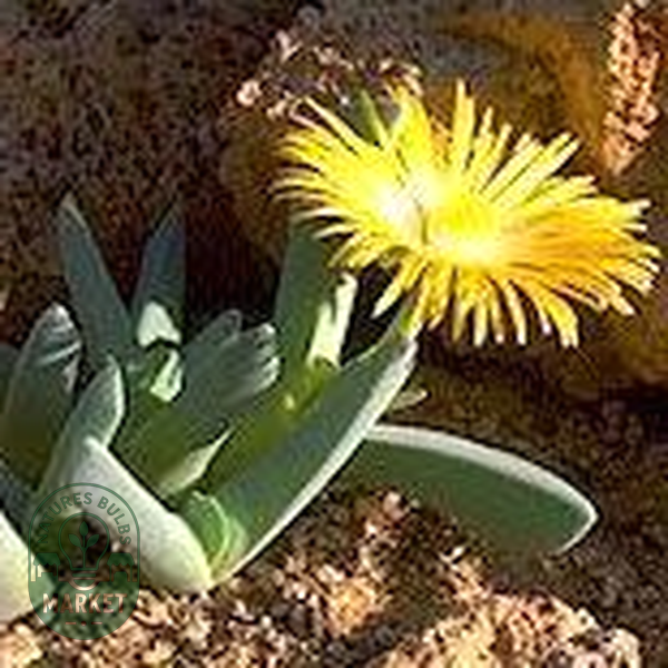 Cheiridopsis aurea