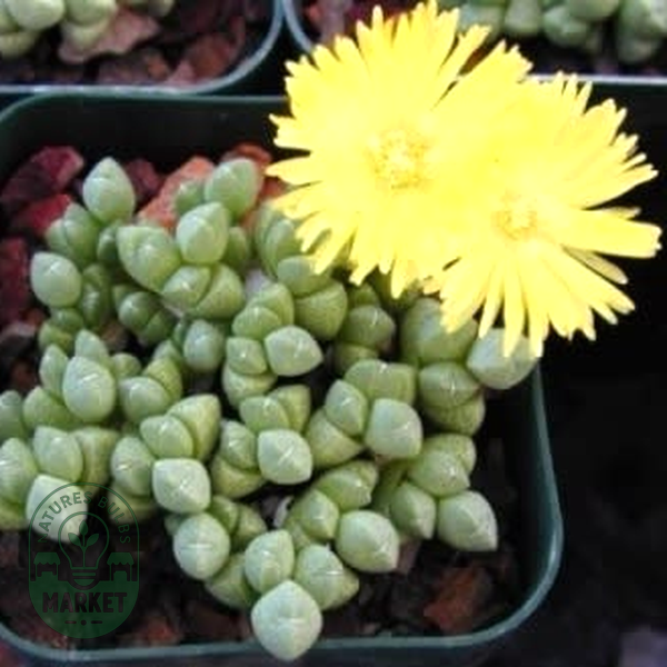 Cheiridopsis meyeri