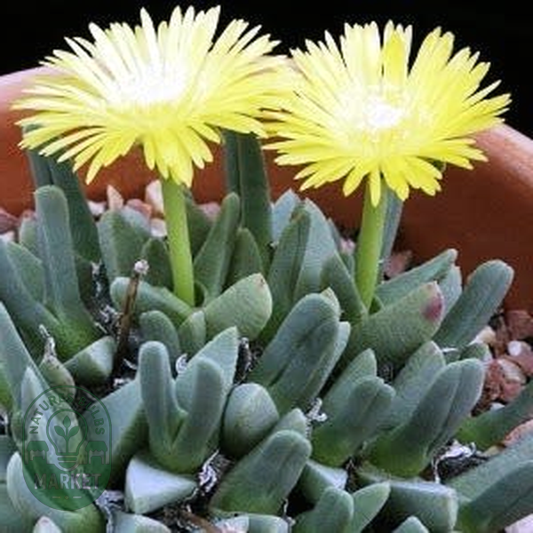 Cheiridopsis namaquensis