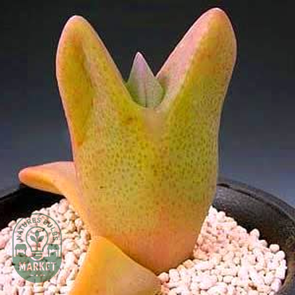 Cheiridopsis peculiaris