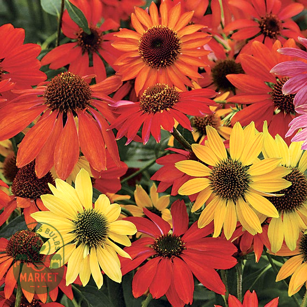 Cheyenne Spirit Coneflower Seeds