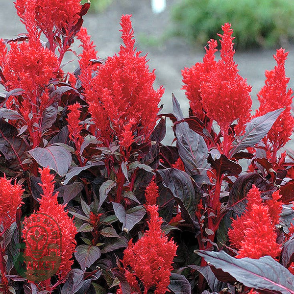 China Town Celosia Seeds