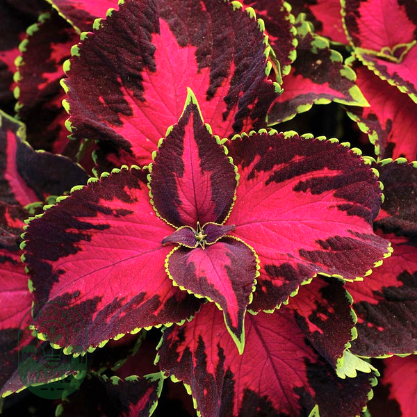 Chocolate Covered Cherry Coleus Seeds
