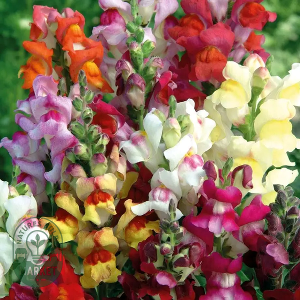 Circus Clowns' Snapdragon Seeds