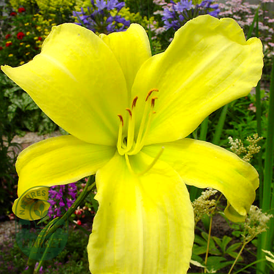 Citrina