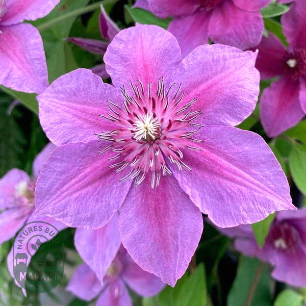 Clematis 'Adam's Courage'