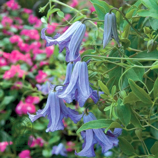 Clematis 'Betty Corning'