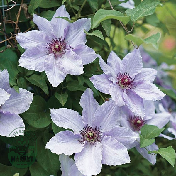 Clematis Still Waters™